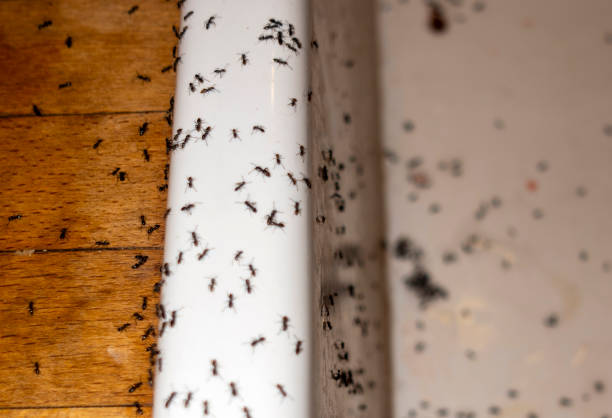 Best Cockroach Control Services  in Jamestown, TN