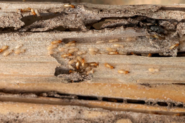 Best Pest Prevention Services  in Jamestown, TN
