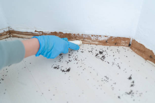 Best Ant Control Services  in Jamestown, TN